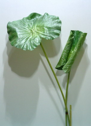 大荷叶图片